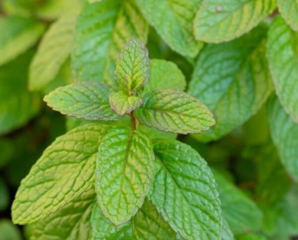 peppermint